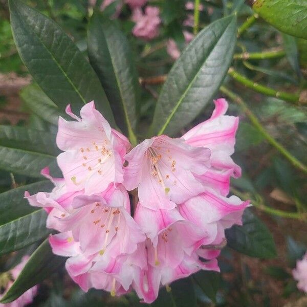 Rhododendron insigne Flower