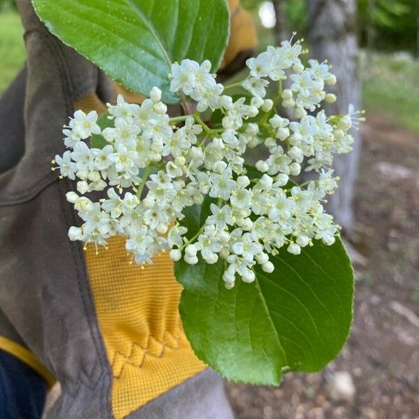 Viburnum rufidulum 花