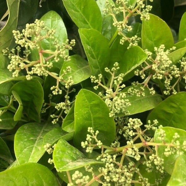 Viburnum odoratissimum Blatt