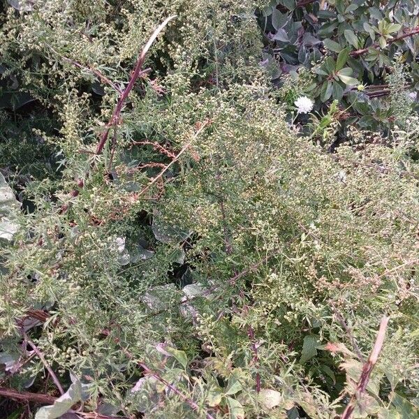 Artemisia annua Hábitos