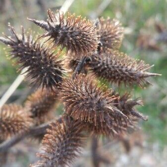 Xanthium orientale Vili