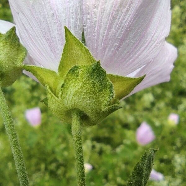 Malva thuringiaca Flor