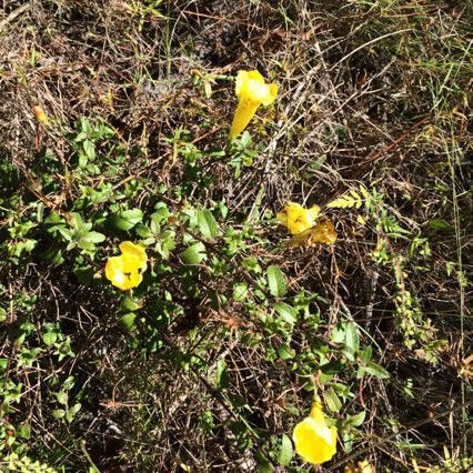 Aureolaria grandiflora Φλοιός