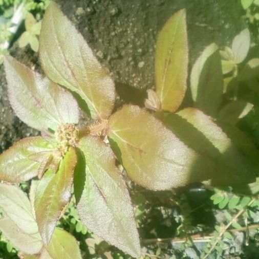 Euphorbia hirta Folha