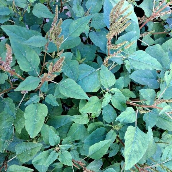 Amaranthus viridis 葉