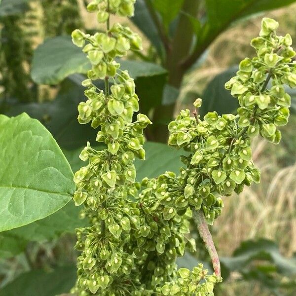 Rumex longifolius Фрукт