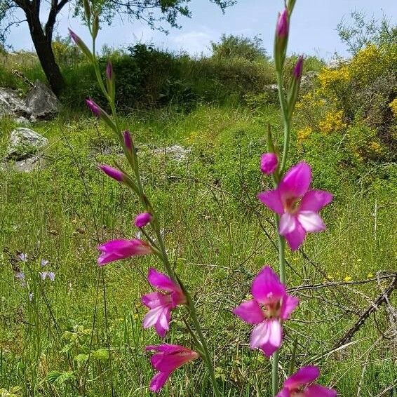 Gladiolus italicus عادت داشتن