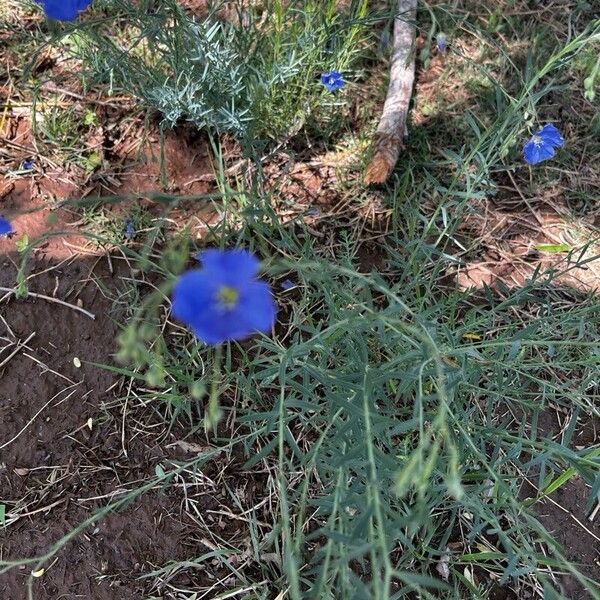 Linum perenne Flower