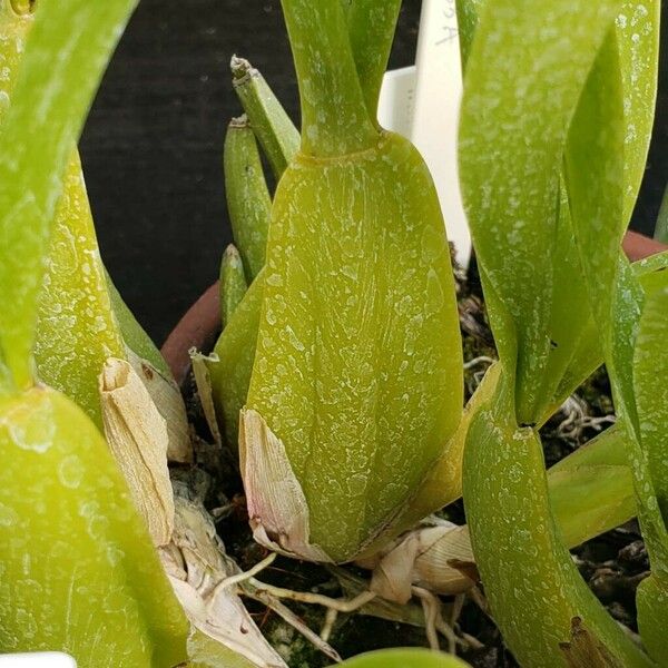 Brassia verrucosa Muu