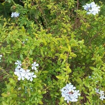 Plumbago zeylanica Virág