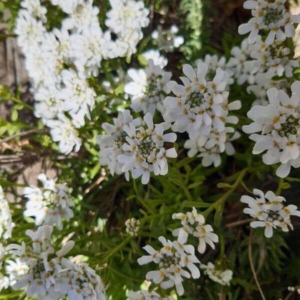 Iberis ciliata Flower