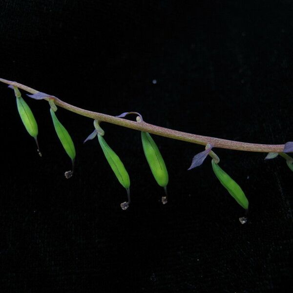 Corydalis cornuta 整株植物