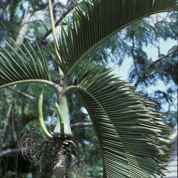 Hyophorbe lagenicaulis Fruto