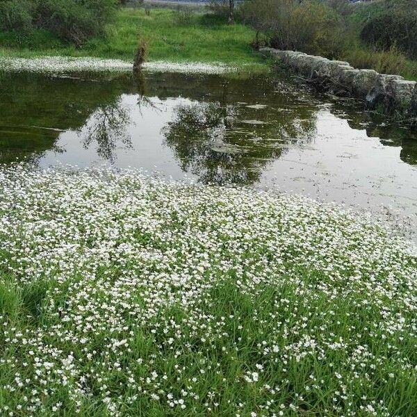 Ranunculus peltatus Õis