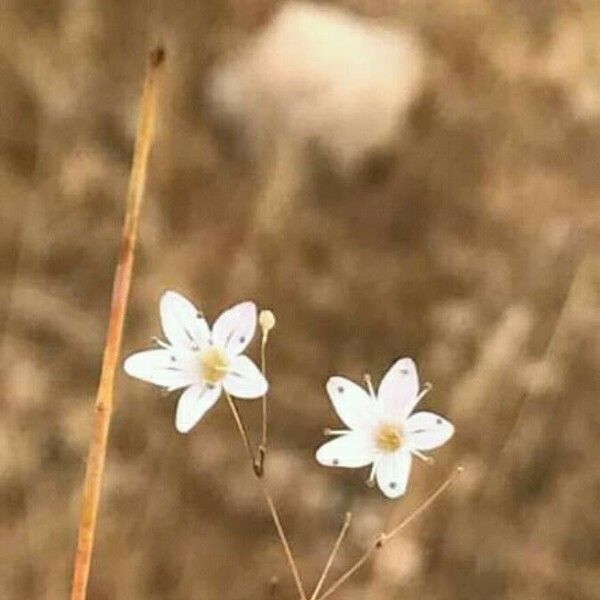 Gypsophila capillaris Flower