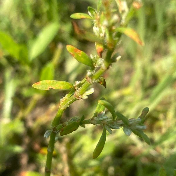 Polygonum plebeium ഇല