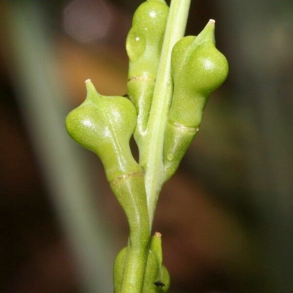 Myagrum perfoliatum ফল