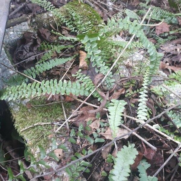 Asplenium platyneuron Habitus