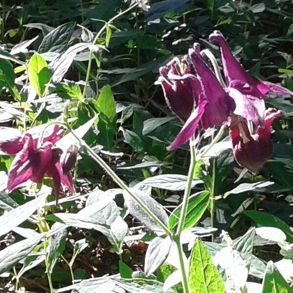 Aquilegia atrata Flor