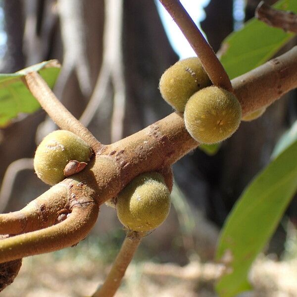 Ficus lutea Fruct