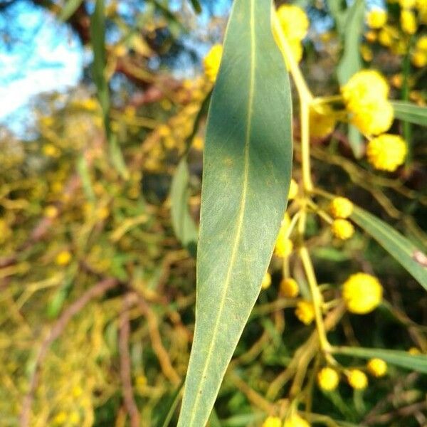 Acacia retinodes Leaf