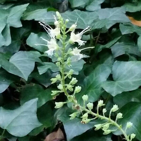 Collinsonia canadensis Flors