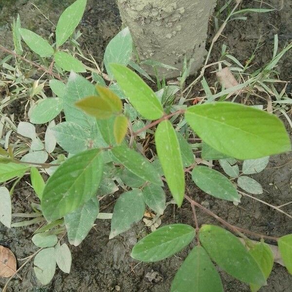 Desmodium tortuosum Ліст