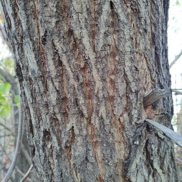 Salix alba 樹皮