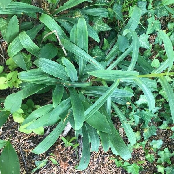 Digitalis ferruginea Feuille