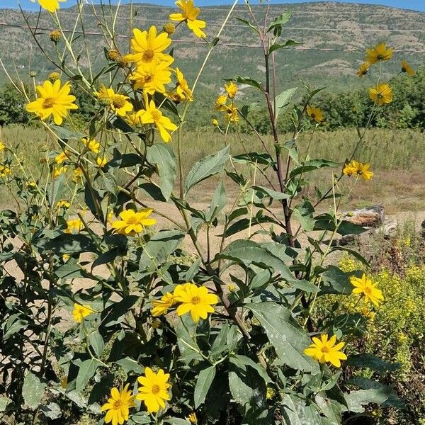 Helianthus × laetiflorus Habit