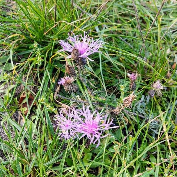 Centaurea jacea Flower