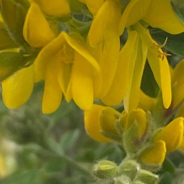 Genista canariensis Blodyn