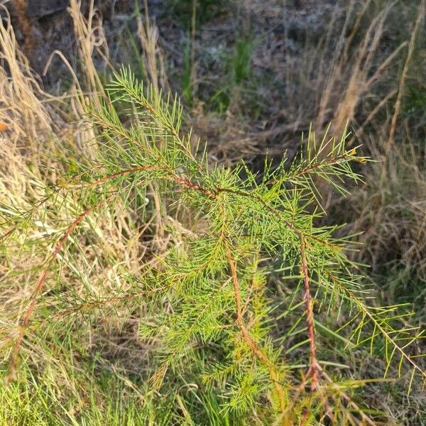 Hakea sericea पत्ता