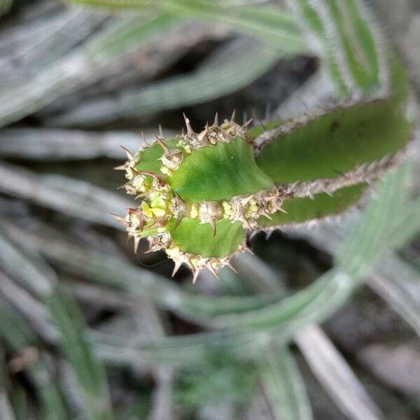 Euphorbia avasmontana Ŝelo