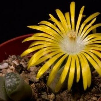 Lithops helmutii Flower