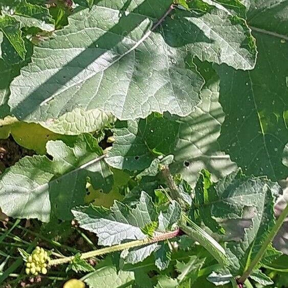 Rhamphospermum nigrum Leaf