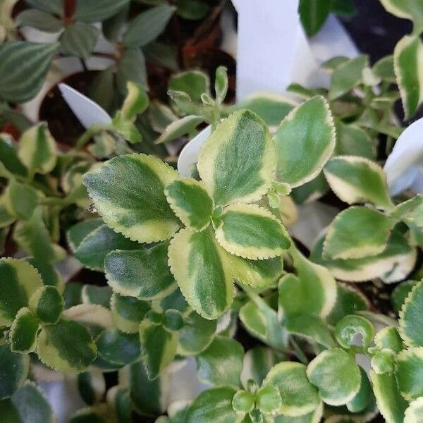 Crassula sarmentosa Leaf