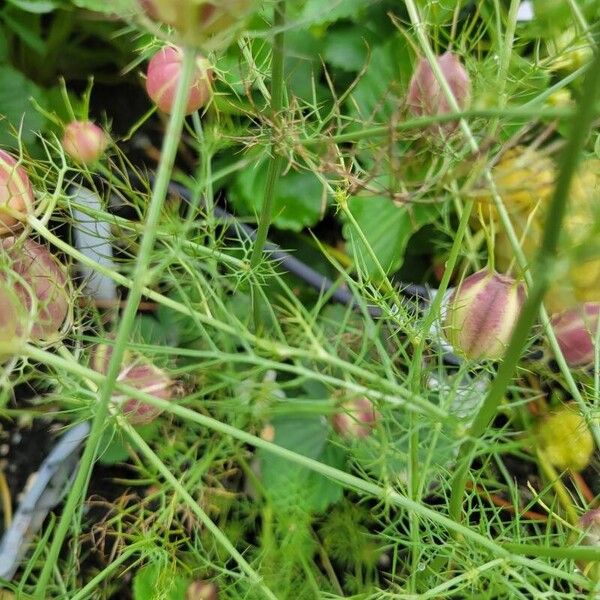 Nigella damascena Leaf