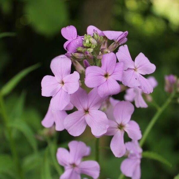 Hesperis matronalis 花