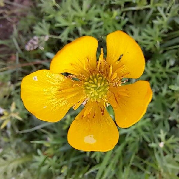 Ranunculus montanus Квітка