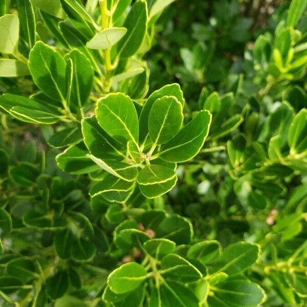 Euonymus japonicus List