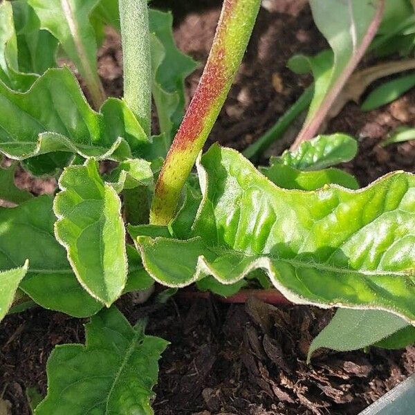 Gerbera jamesonii Blad