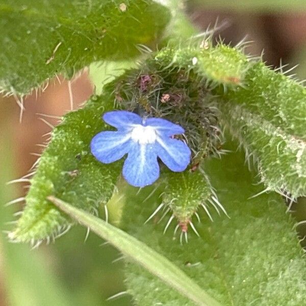 Lycopsis arvensis Blüte