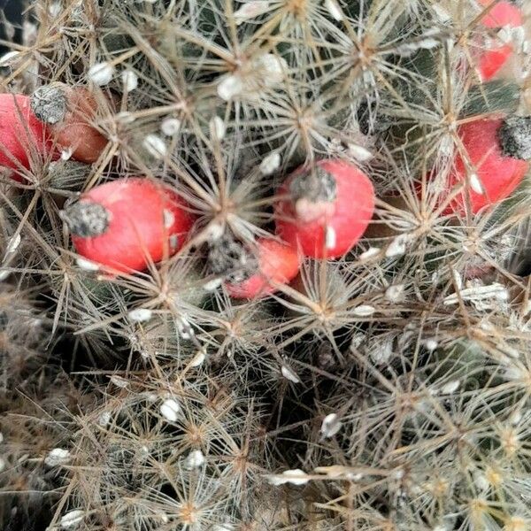 Mammillaria prolifera Frukt