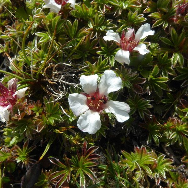 Potentilla nitida Žiedas