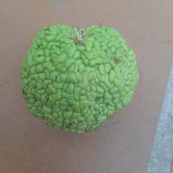 Maclura pomifera Plod