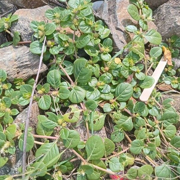 Alternanthera pungens Leaf