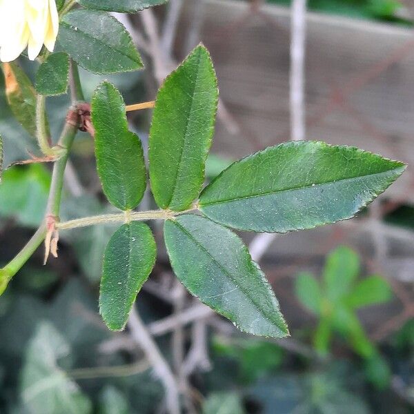 Rosa banksiae Leaf