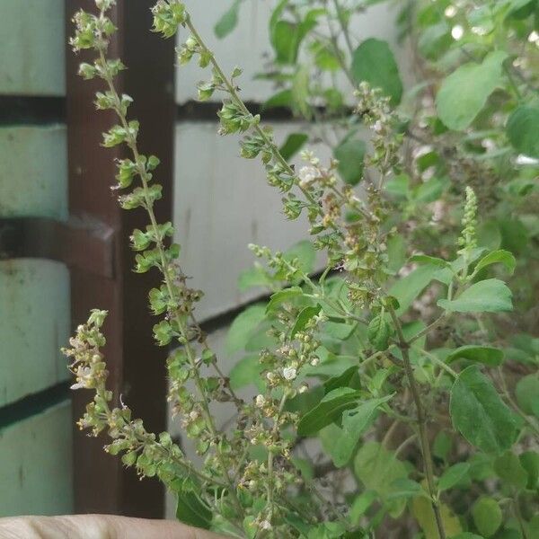 Ocimum tenuiflorum ফুল