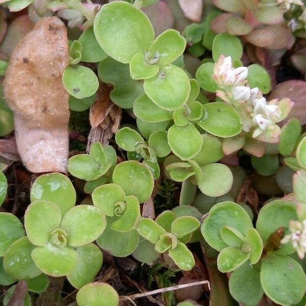 Sedum ternatum Leaf